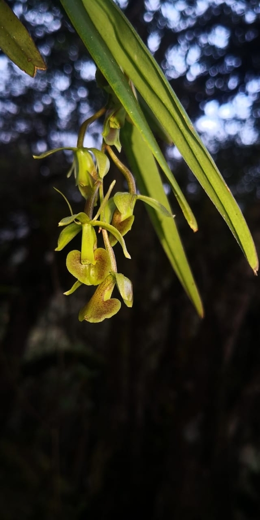 Epidendrum leimebambense