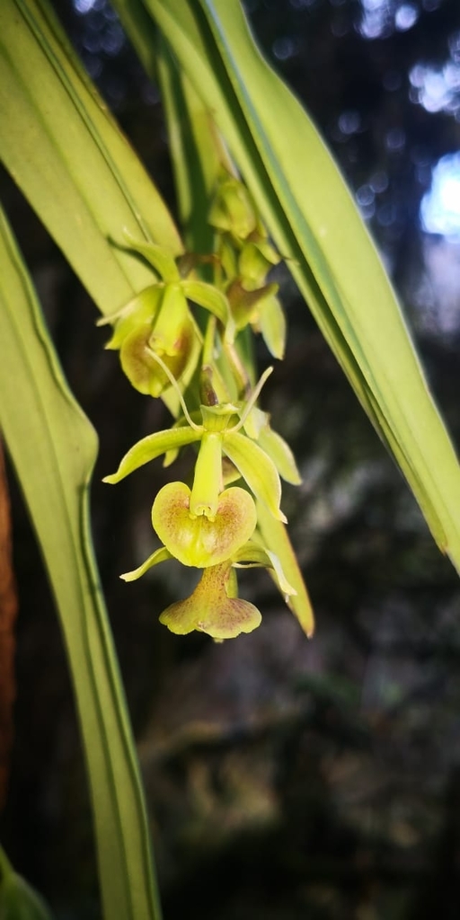 Epidendrum leimebambense Hágsater 2
