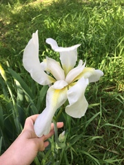 Iris albicans