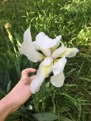 Iris albicans