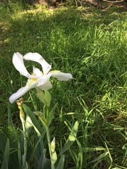 Iris albicans