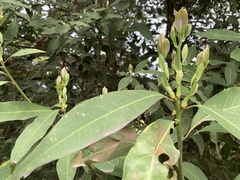 Machilus zuihoensis mushaensis