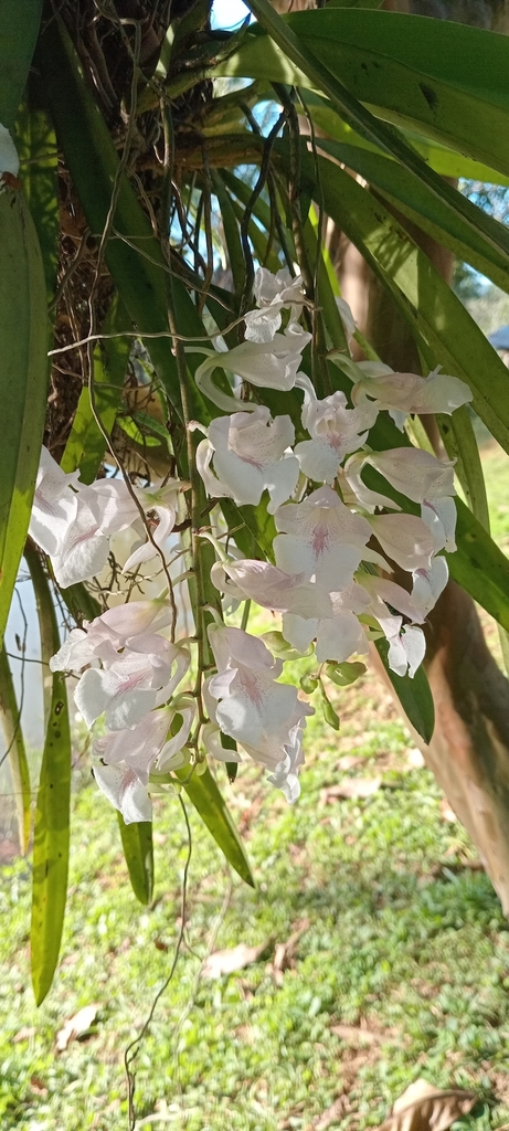 Rodriguezia batemanii