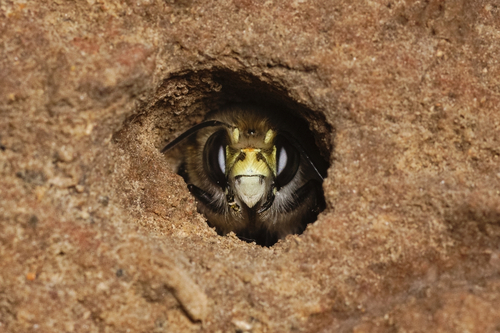 Hairy-footed Flower Bee photo 3