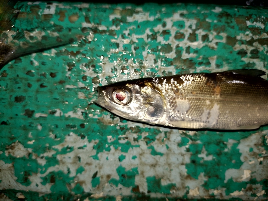 Milkfish