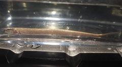 Forktail Loach photo 2