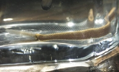 Forktail Loach photo 4