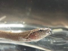 Forktail Loach photo 3