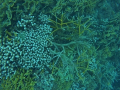 Porites porites