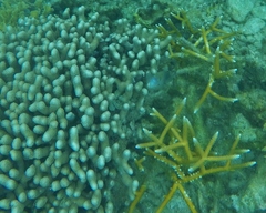 Porites porites