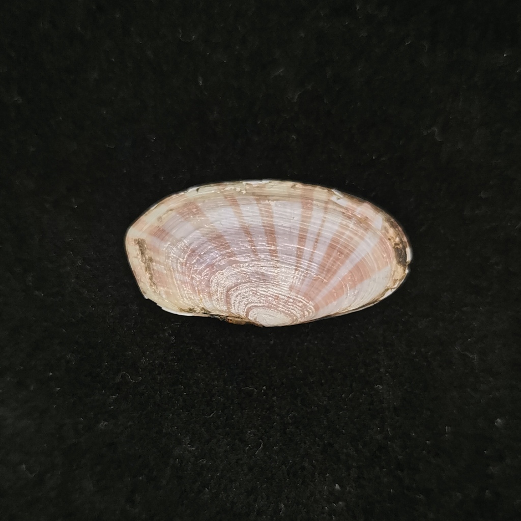 Gari pallida