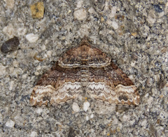 Xanthorhoe defensaria