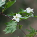 Rubus trifidus - Photo (c) Keita Watanabe, algunos derechos reservados (CC BY-NC), subido por Keita Watanabe