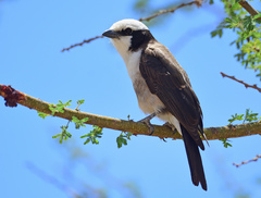 Northern White-Crowned Shrike photo 3