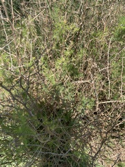Scented Asparagus Fern (Asparagus suaveolens)