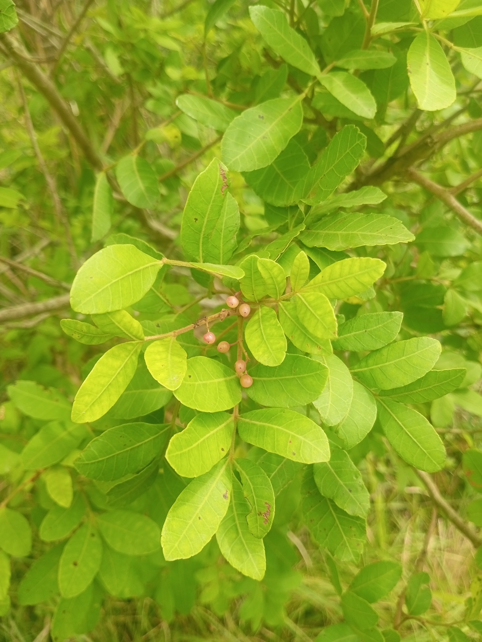 Schinus terebinthifolia