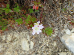 Epilobium glabellum