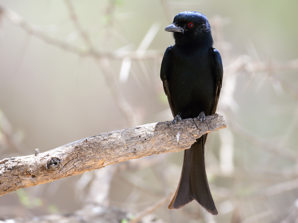 Fork-Tailed Drongo