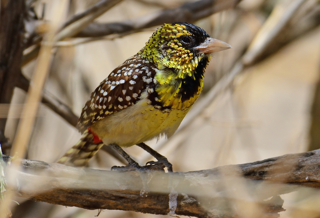 D'Arnaud's Barbet photo