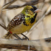 D'Arnaud's Barbet - Photo (c) Ad Konings, some rights reserved (CC BY-NC), uploaded by Ad Konings