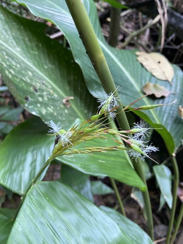 Olyra glaberrima