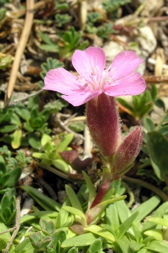 Saponaria caespitosa, photograph 4