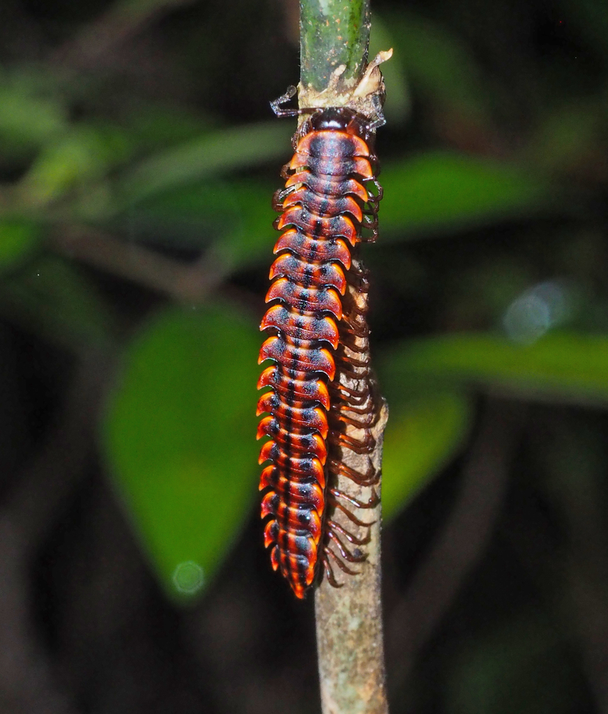 Brochopeltis