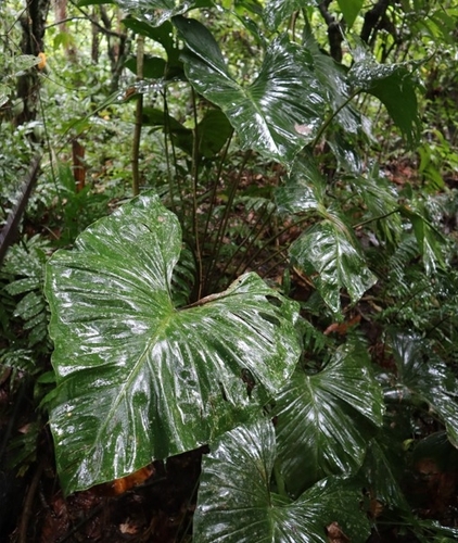 Adelonema crinipes (Adelonema crinipes)