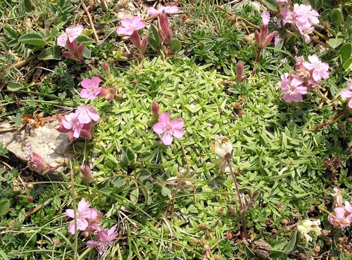 Saponaria caespitosa, photograph 5