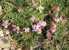 Saponaria caespitosa, photograph (c) Thierry Arbault, some rights reserved (CC BY)