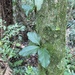 Amphilophium dusenianum - Photo (c) vittoor, algunos derechos reservados (CC BY-NC)