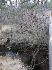Corylopsis glabrescens