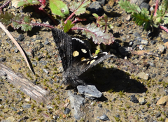 Litocala sexsignata