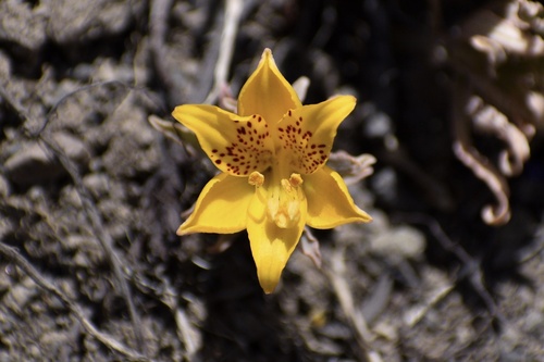 Alstroemeria patagonica (Alstroemeria patagonica)