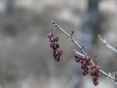 Corylopsis glabrescens