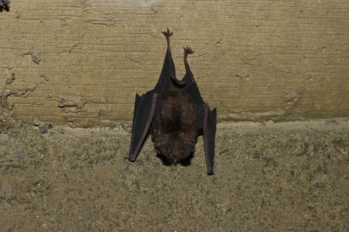 Formosan Lesser Horseshoe Bat