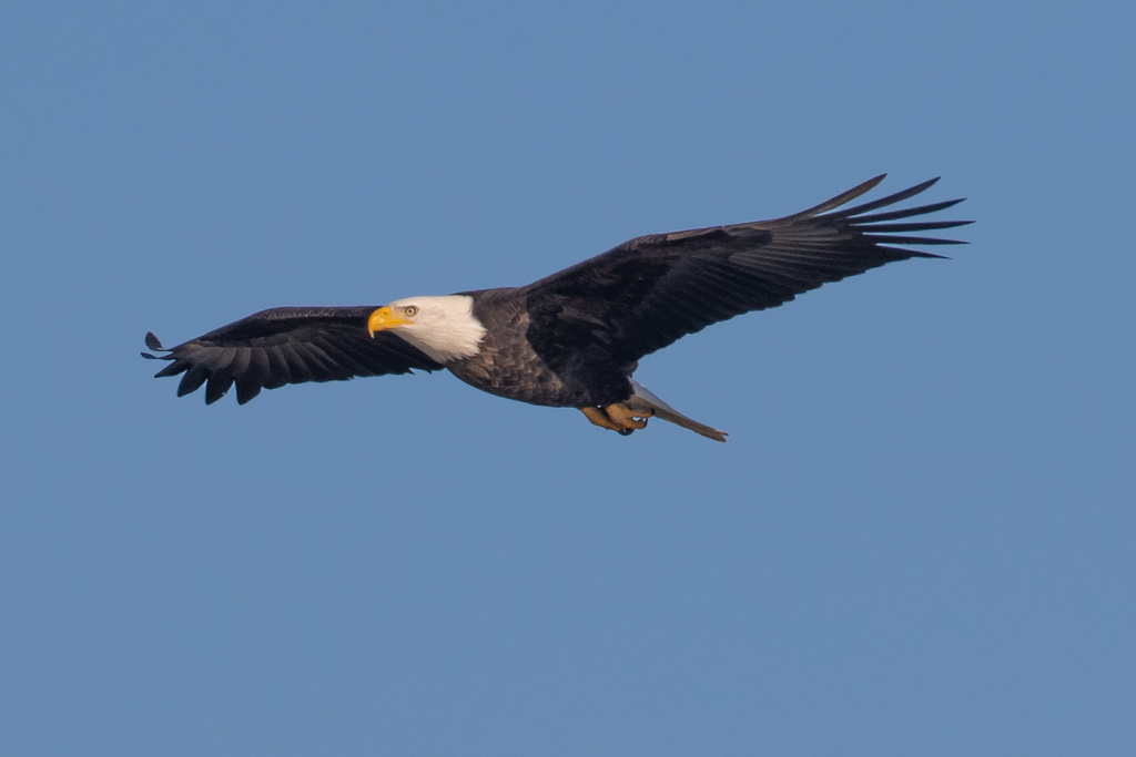 Bald Eagle from Alameda, CA, USA on November 24, 2023 at 0335 PM by