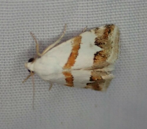 Eublemma candidana