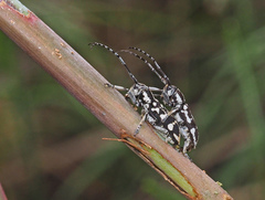 Pterolophia luctuosa