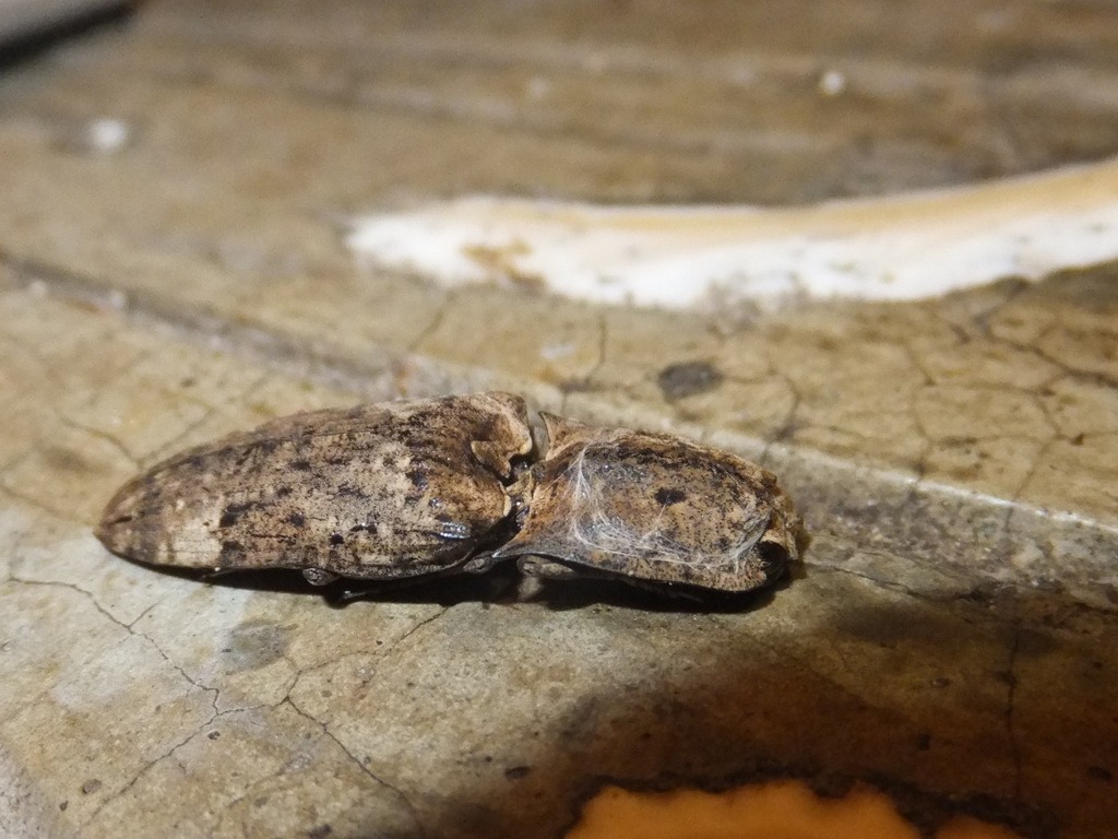 Cryptalaus larvatus in March 2013 by hakkahamushi · iNaturalist