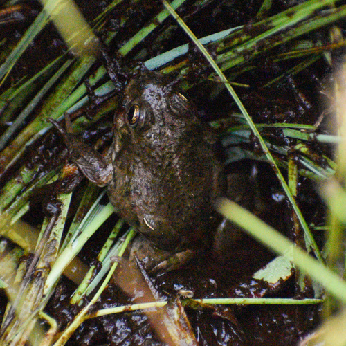 Large Four-eyed Frog, Pleurodema bufoninum