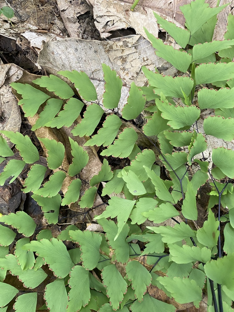 Maidenhair fern