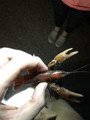 Procambarus gracilis