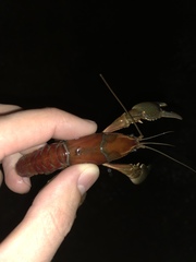 Procambarus gracilis