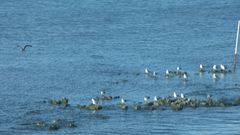 Leucophaeus atricilla