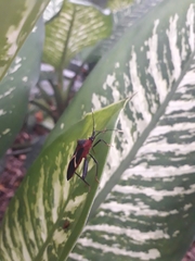 Leptoscelis tricolor