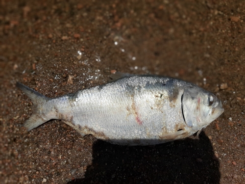 Brazilian menhaden (Brevoortia aurea) — Clupeidae — 4