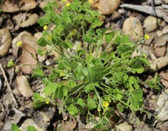 Oxalis laxa