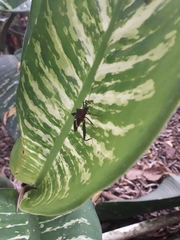 Leptoscelis tricolor