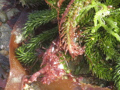 Caulerpa brownii